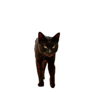 A Black Cat Walks Confidently Along A Stone Path Outdoors, Showcasing Its Sleek Fur And Intense Gaze. 18273 - Cat PNG image with transparent background